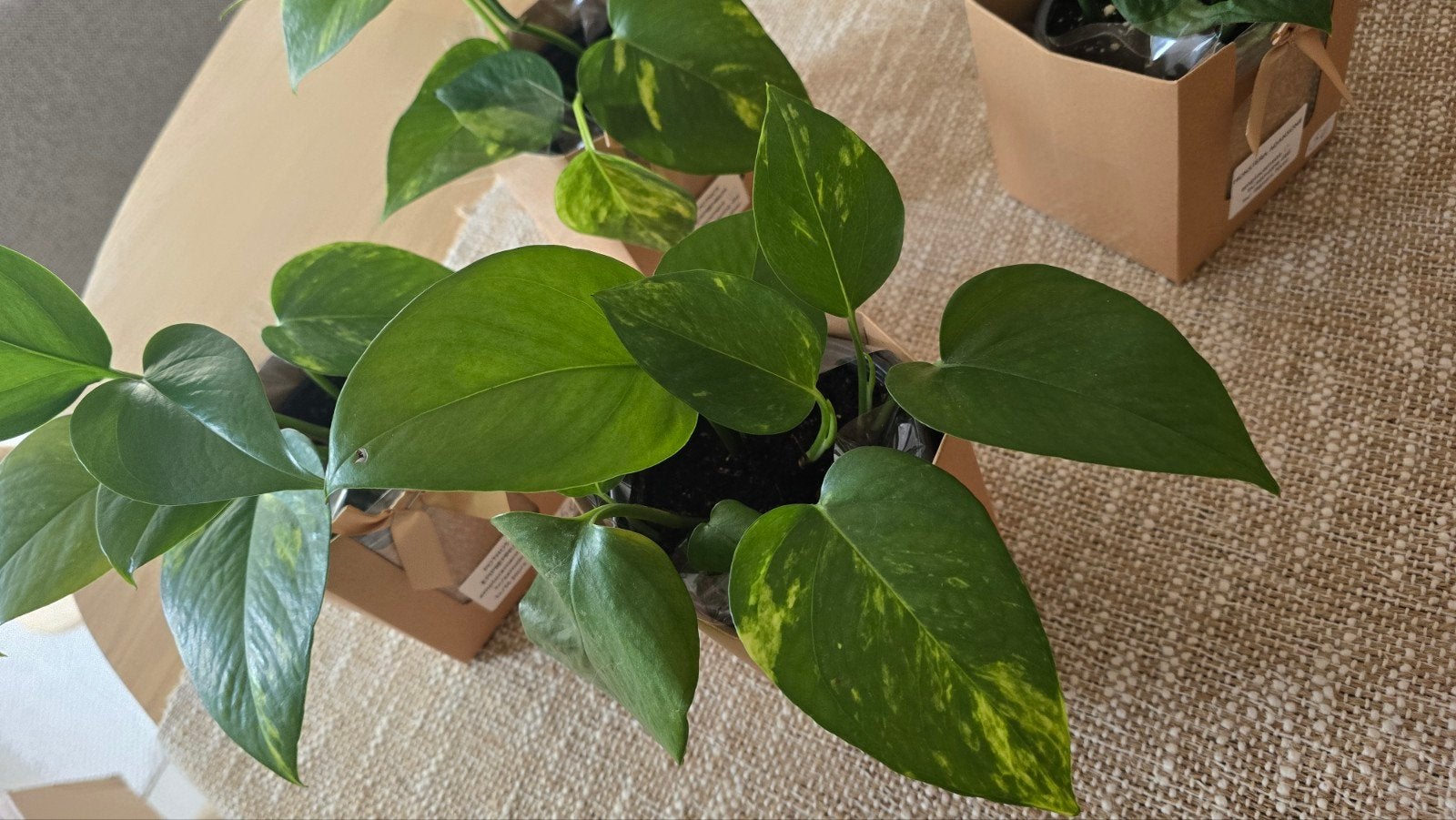 POTHOS EPIPREMNUM, Enlèvement