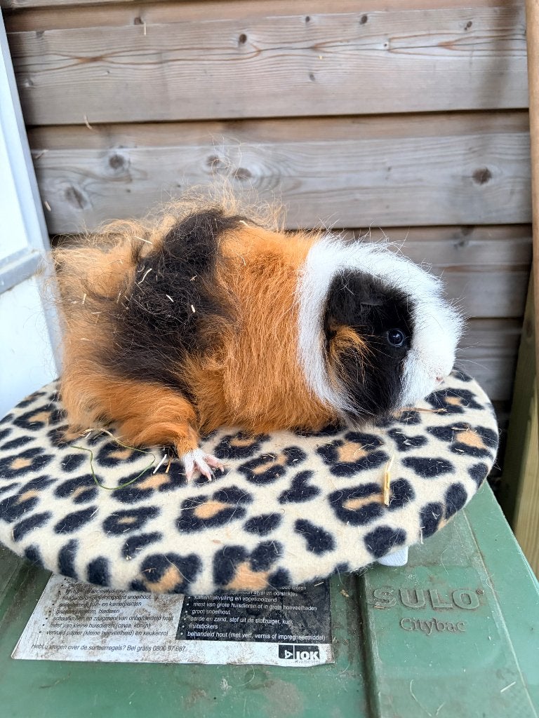 Ch teddy beer driekleur, Animaux & Accessoires, Rongeurs, Mai, Mâle, Domestique