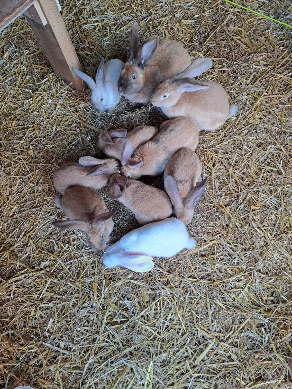 duitse reuzen te koop, Dieren en Toebehoren
