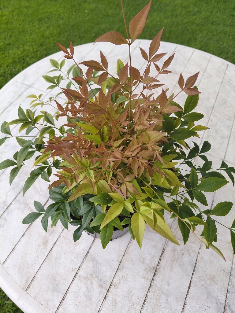 Nandina Gulfstream, Ophalen, Herfst, Halfschaduw
