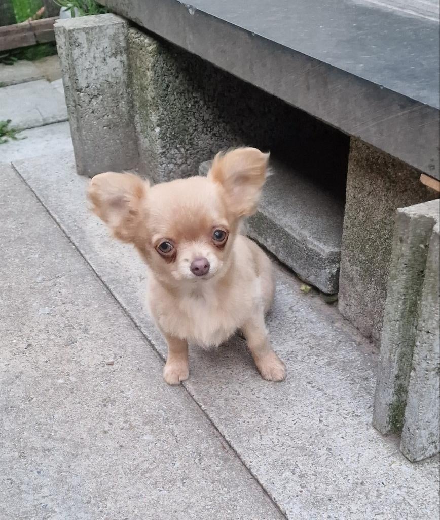 Langharig chihuahua teefje, Parvo, België, Fokker | Hobbymatig, 8 tot 15 weken