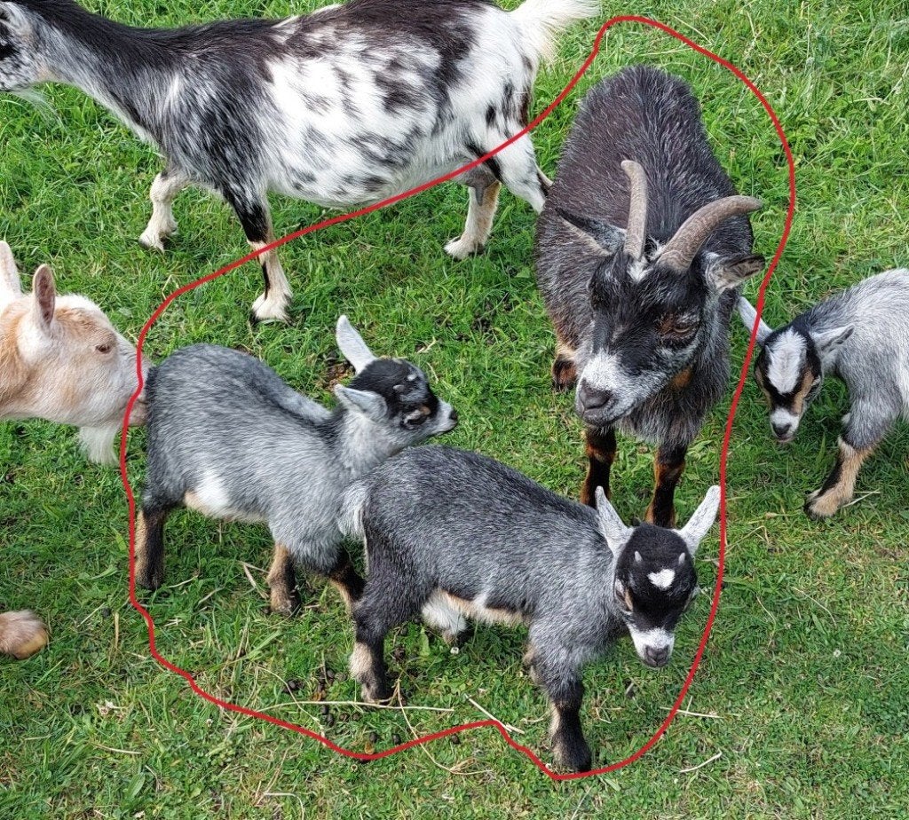 dwerggeit met 2 lammetjes miekes