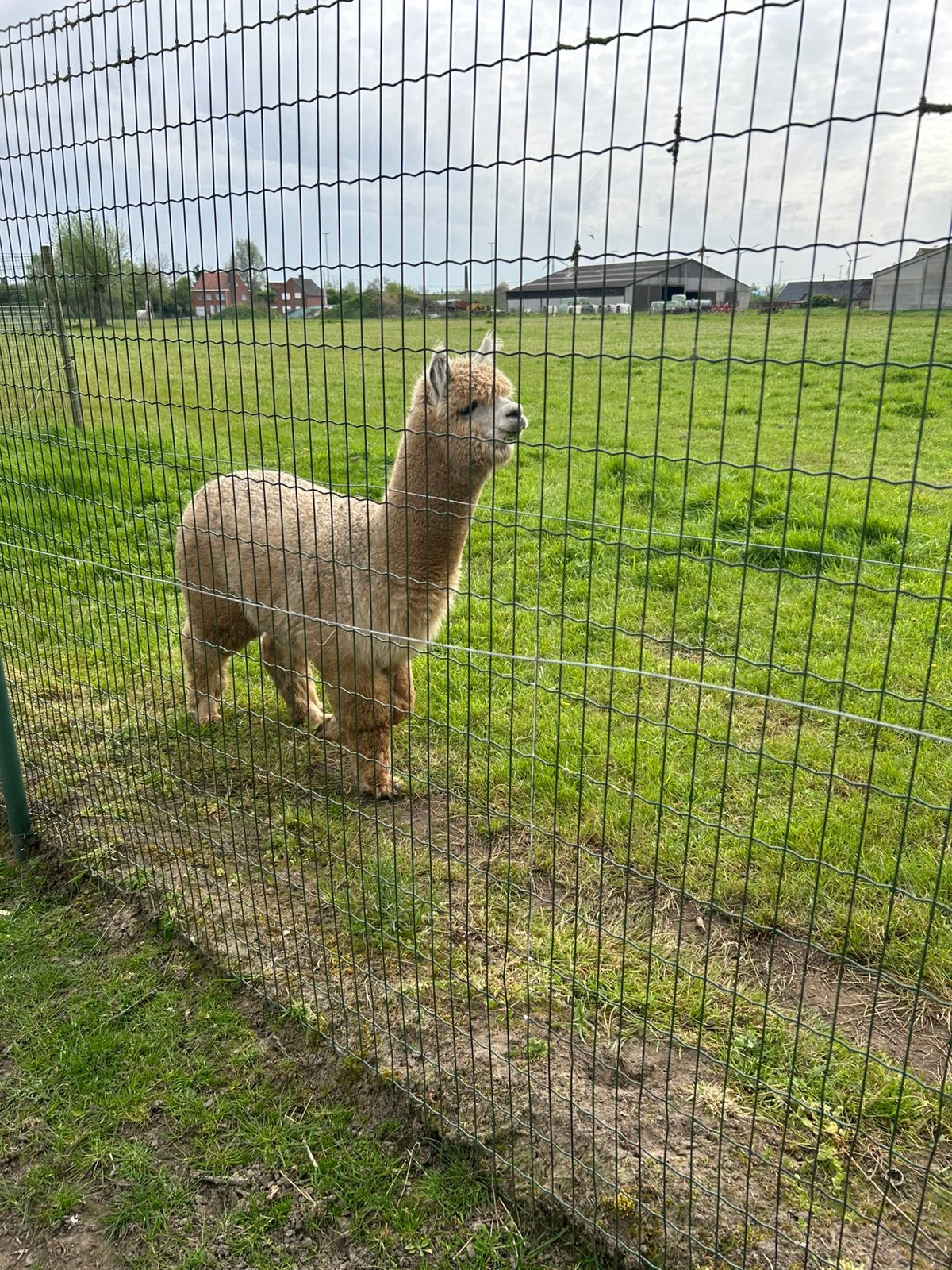 Alpaca hengstje 1jaar, Avril, Mâle