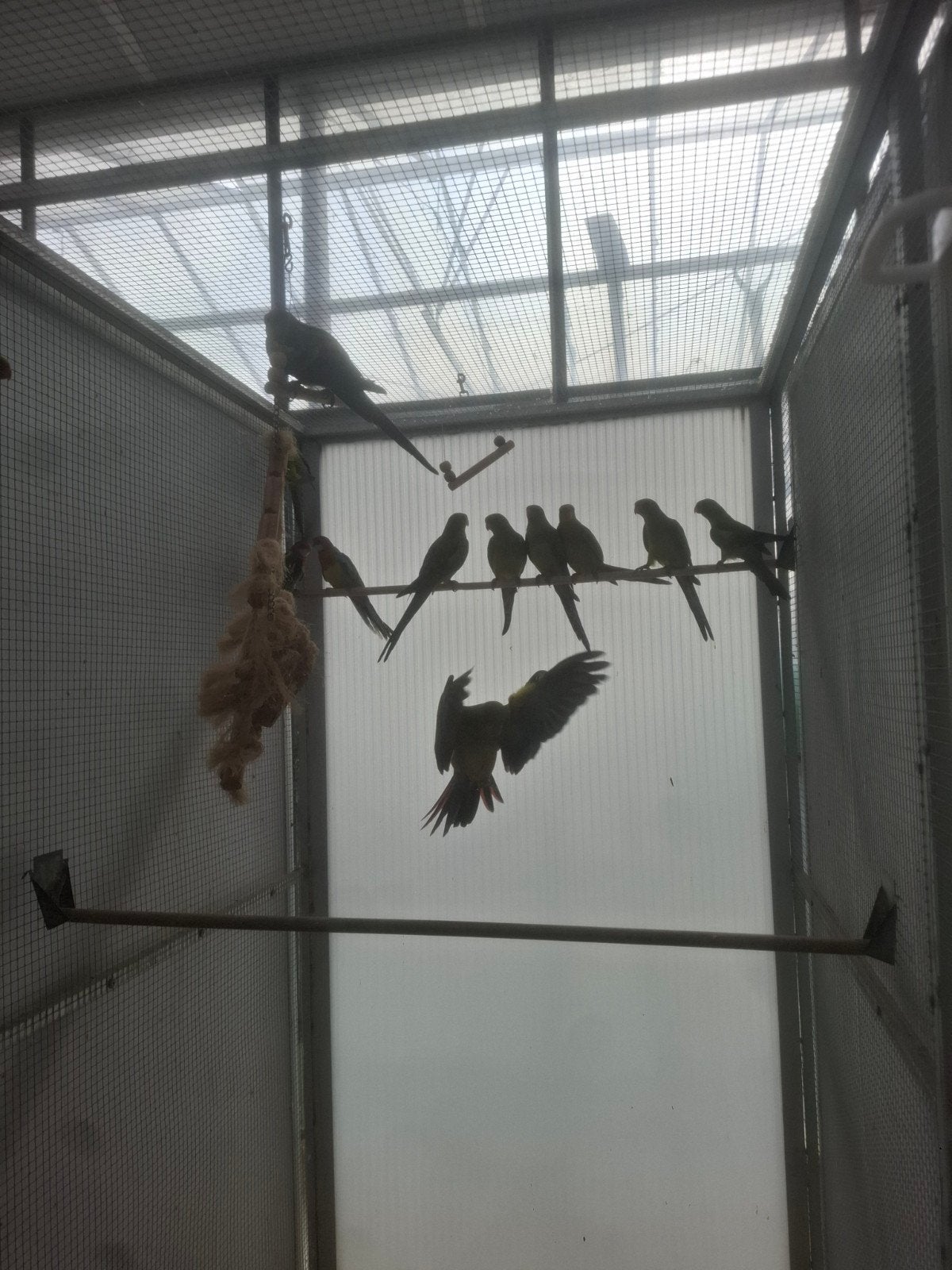 Bergparkieten grote parkieten, prachtige vogels, Plusieurs animaux, Perruche