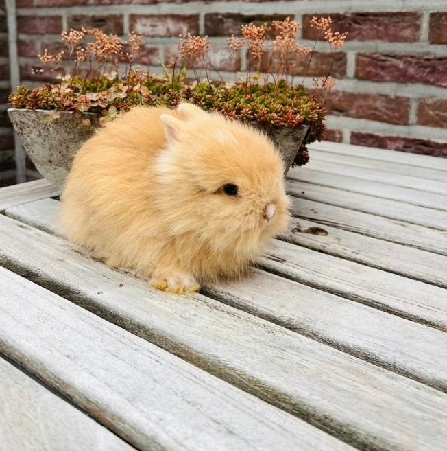 Dwerg konijn leeuwkopje zoekt nieuw huisje, Nain