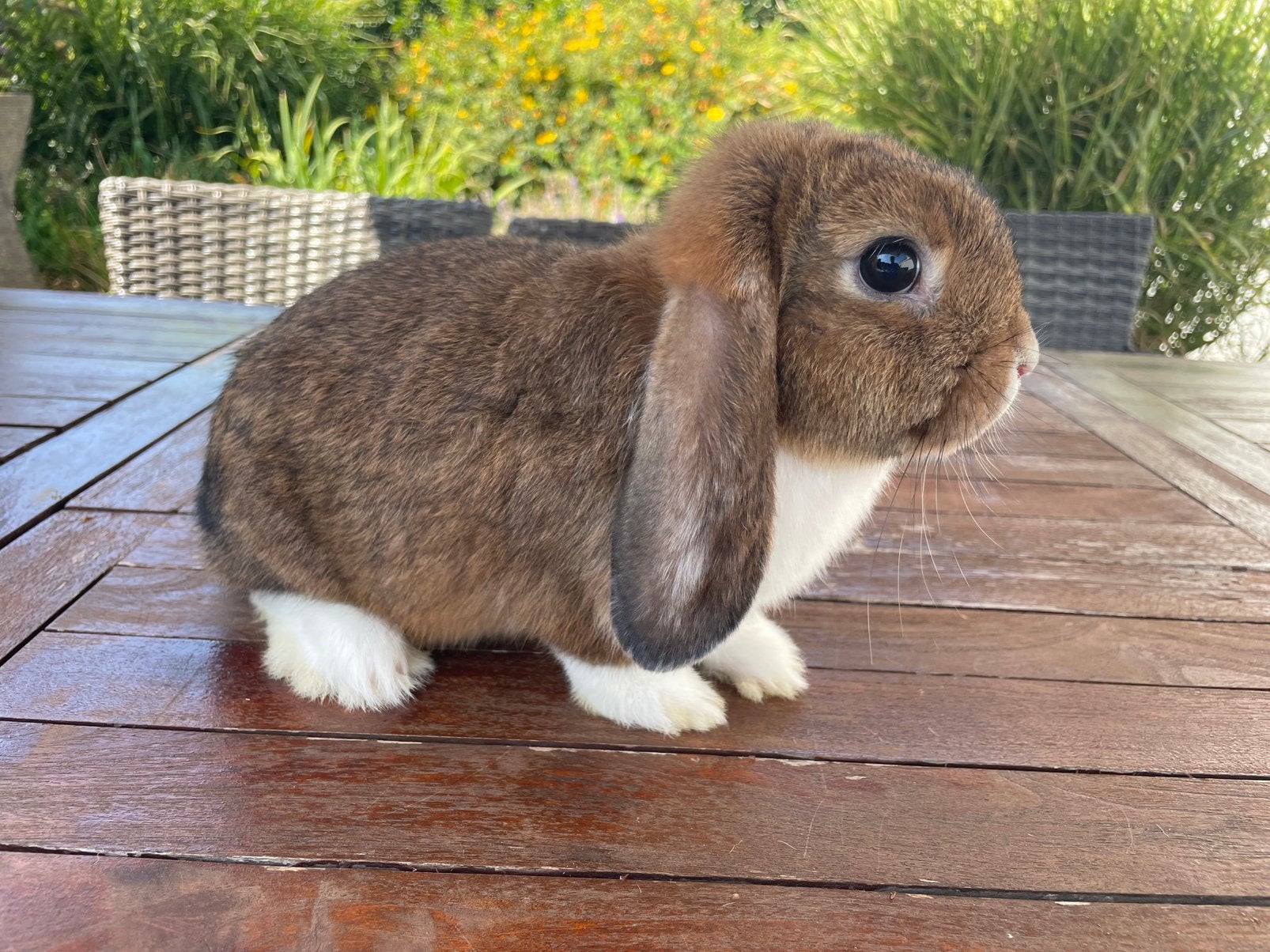 Minilop konijntje, Dieren en Toebehoren, Konijnen