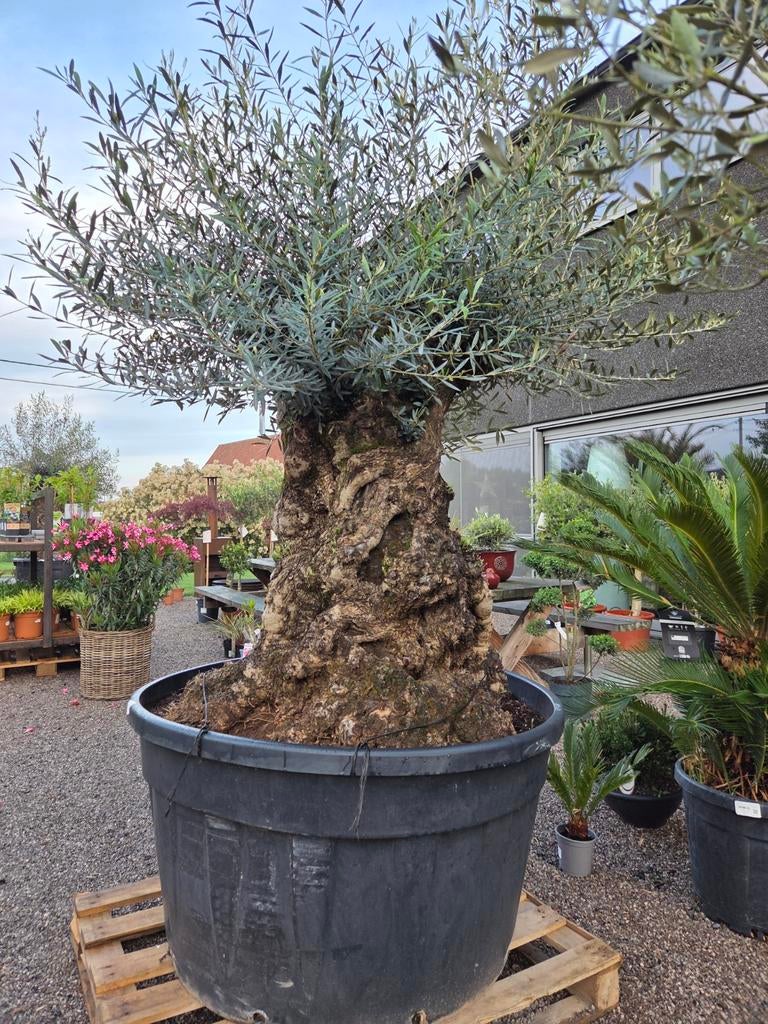 Olijfboom Olea Europaea Bonsai, Tuin en Terras, Ophalen, Olijfboom