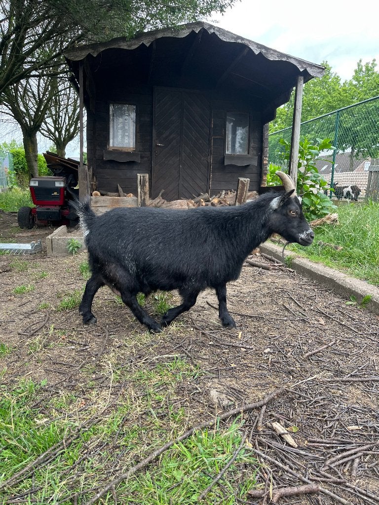 Mieke, Femelle, Chèvre, 3 à 5 ans