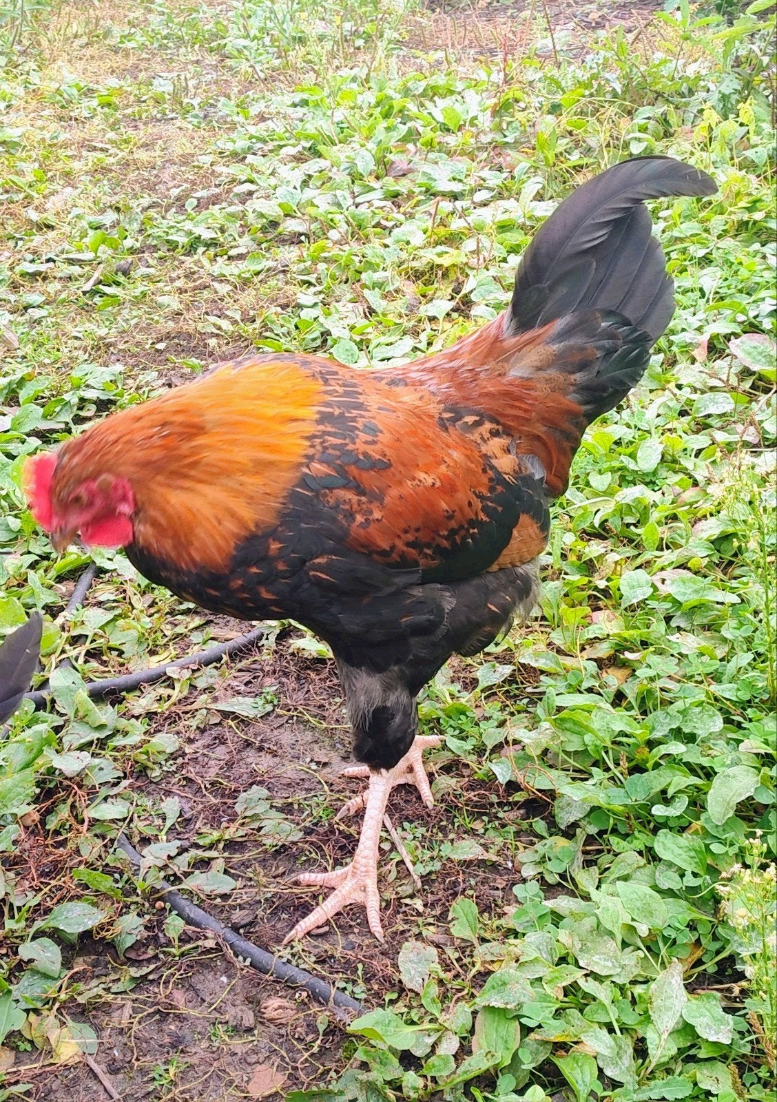 araucana haan, Dieren en Toebehoren, Mannelijk, Kip