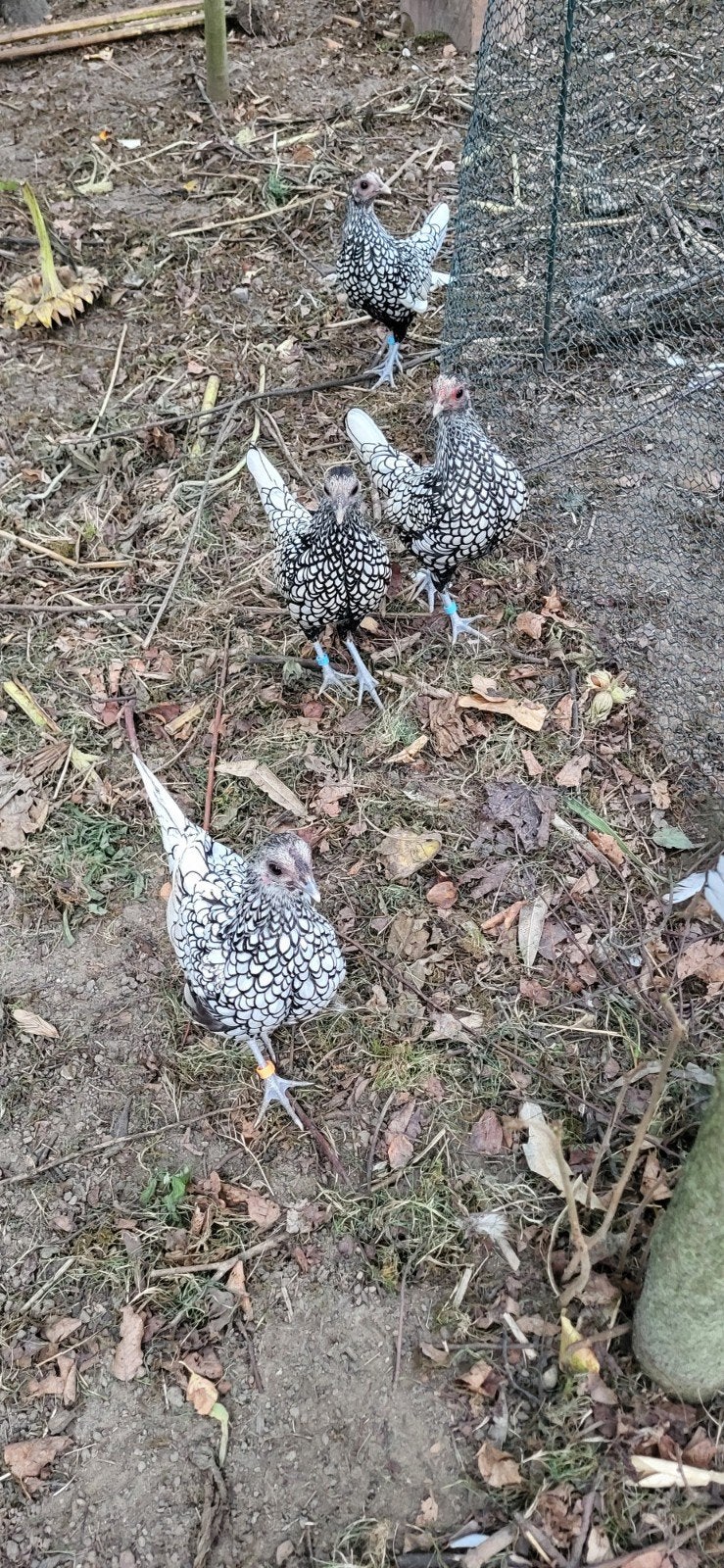 sebright hennetjes zilverzwart en goudzwart, Dieren en Toebehoren