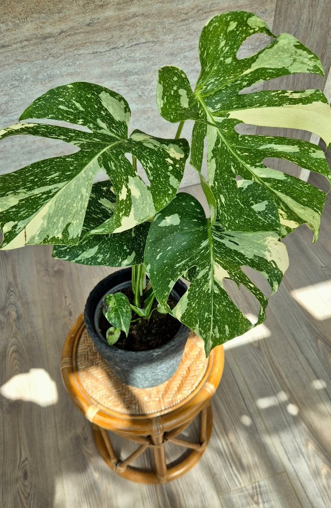 Monstera Variegata Thai Constellation, Huis en Inrichting, Ophalen, Overige soorten, Halfschaduw, Minder dan 100 cm