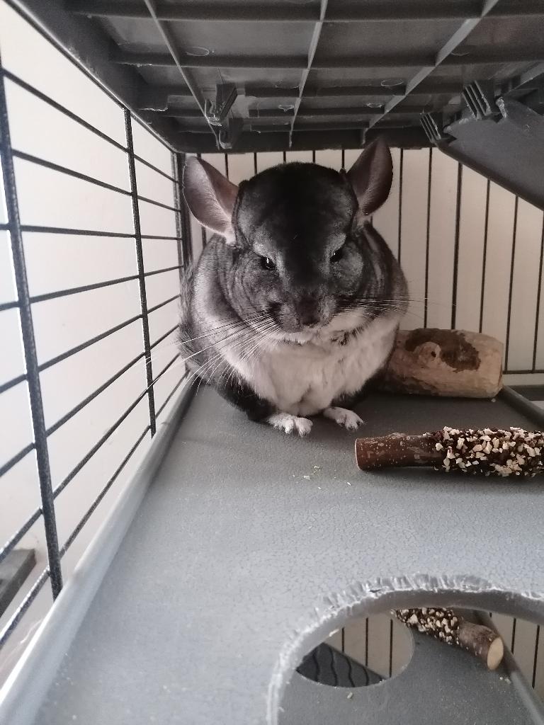 Chinchilla's met hun kooi, Dieren en Toebehoren, Knaagdieren, Chinchilla, Juli, Meerdere dieren, Tam