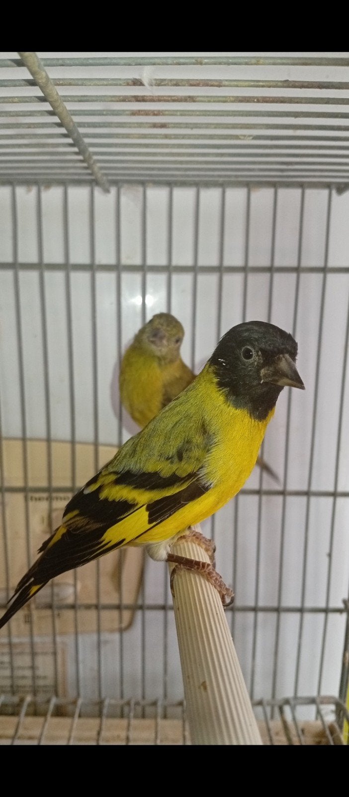 Couple de tarins de magellan 2025, Dieren en Toebehoren, Vogels | Overige Vogels, Meerdere dieren, Tropenvogel, Geringd