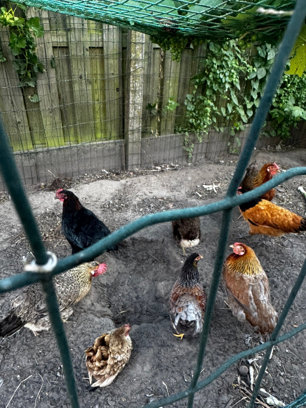 Raskippen te koop, Femelle, Poule ou poulet