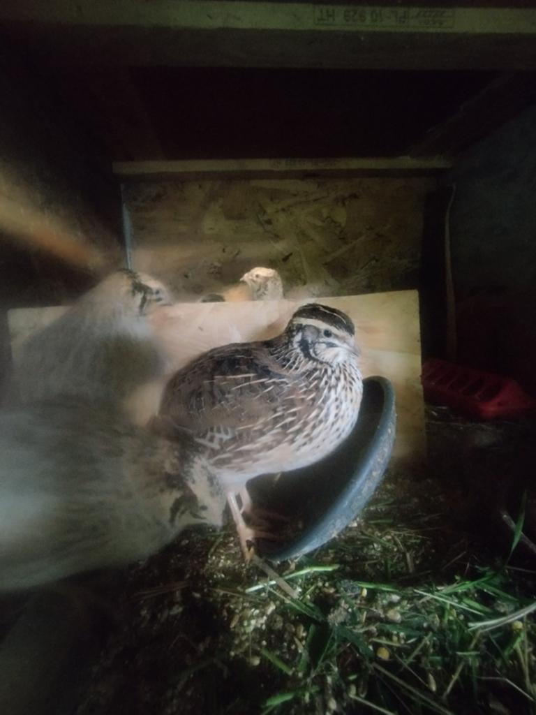 5 kwartels hennen, Dieren en Toebehoren, Pluimvee