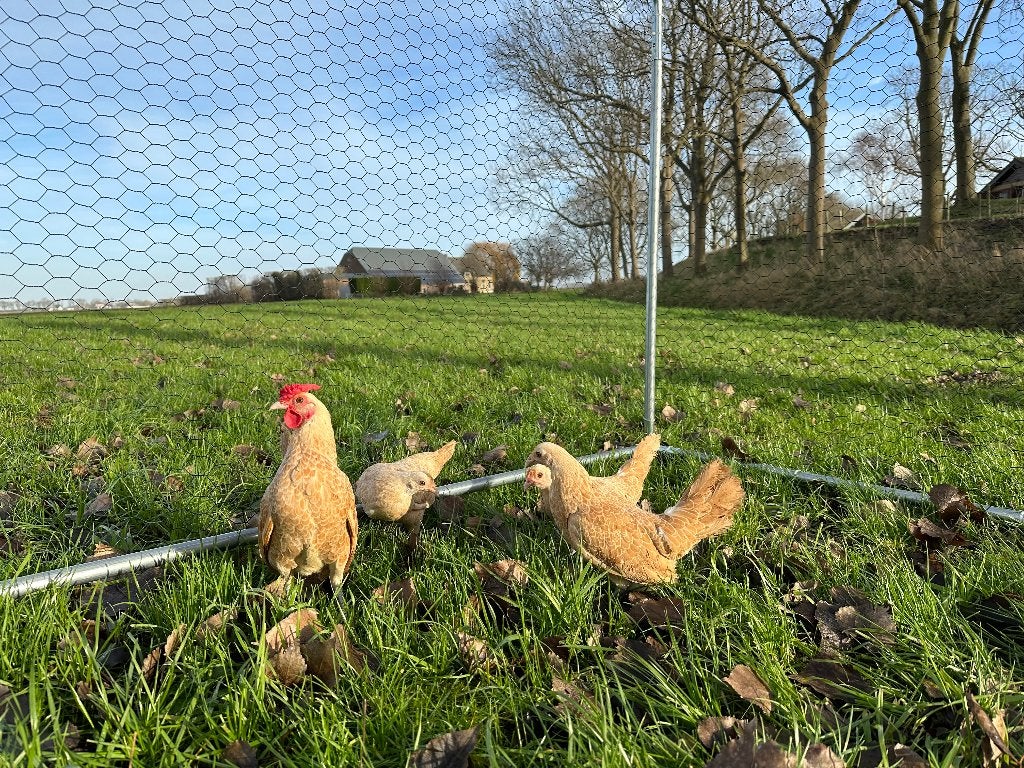 Jonge Sebright geel wit gezoomd krielen gesekst en ingeënt, Dieren en Toebehoren, Vrouwelijk, Kip