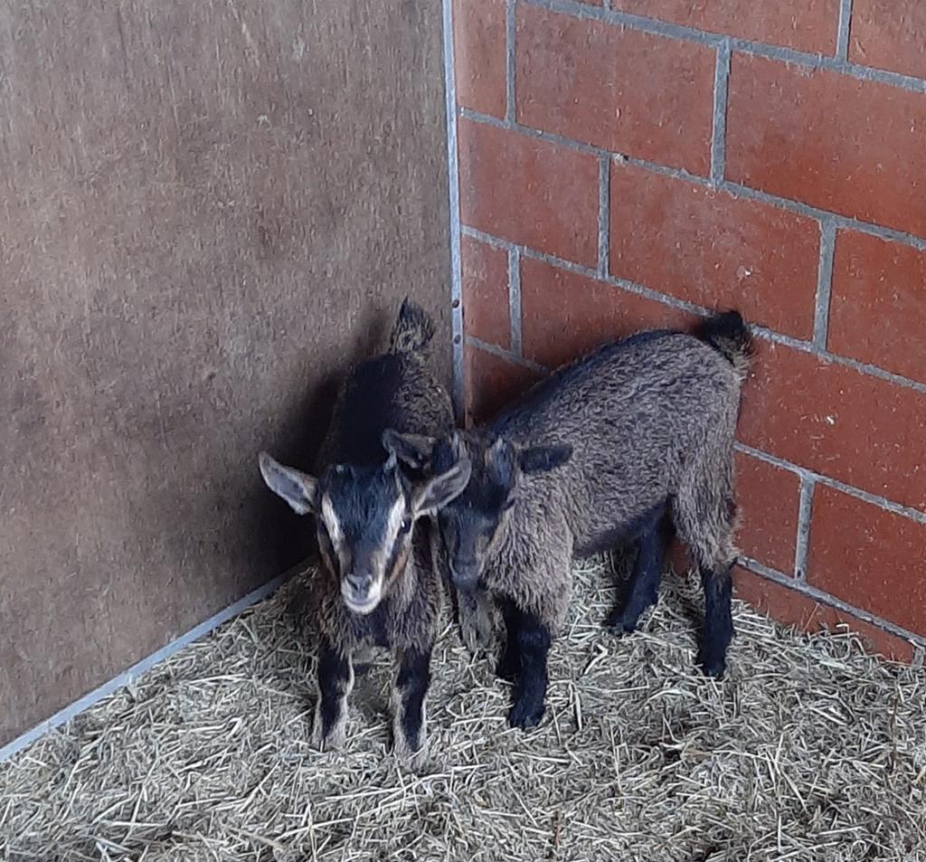 Dwerggeiten, Dieren en Toebehoren, Schapen, Geiten en Varkens