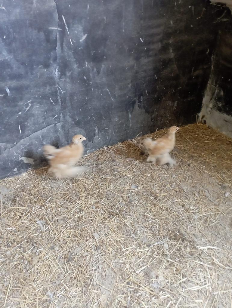 Koppel Brahma's, Meerdere dieren, Kip