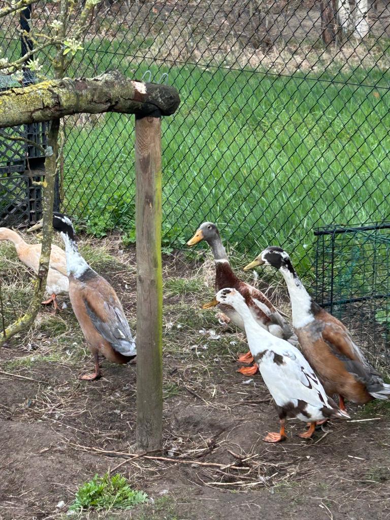 Eieren eend, biologisch & vers, Ophalen