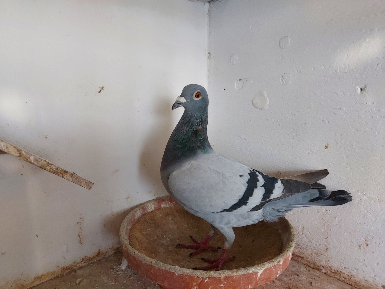 kweekduiver van 2026, Dieren en Toebehoren, Mannelijk, Postduif