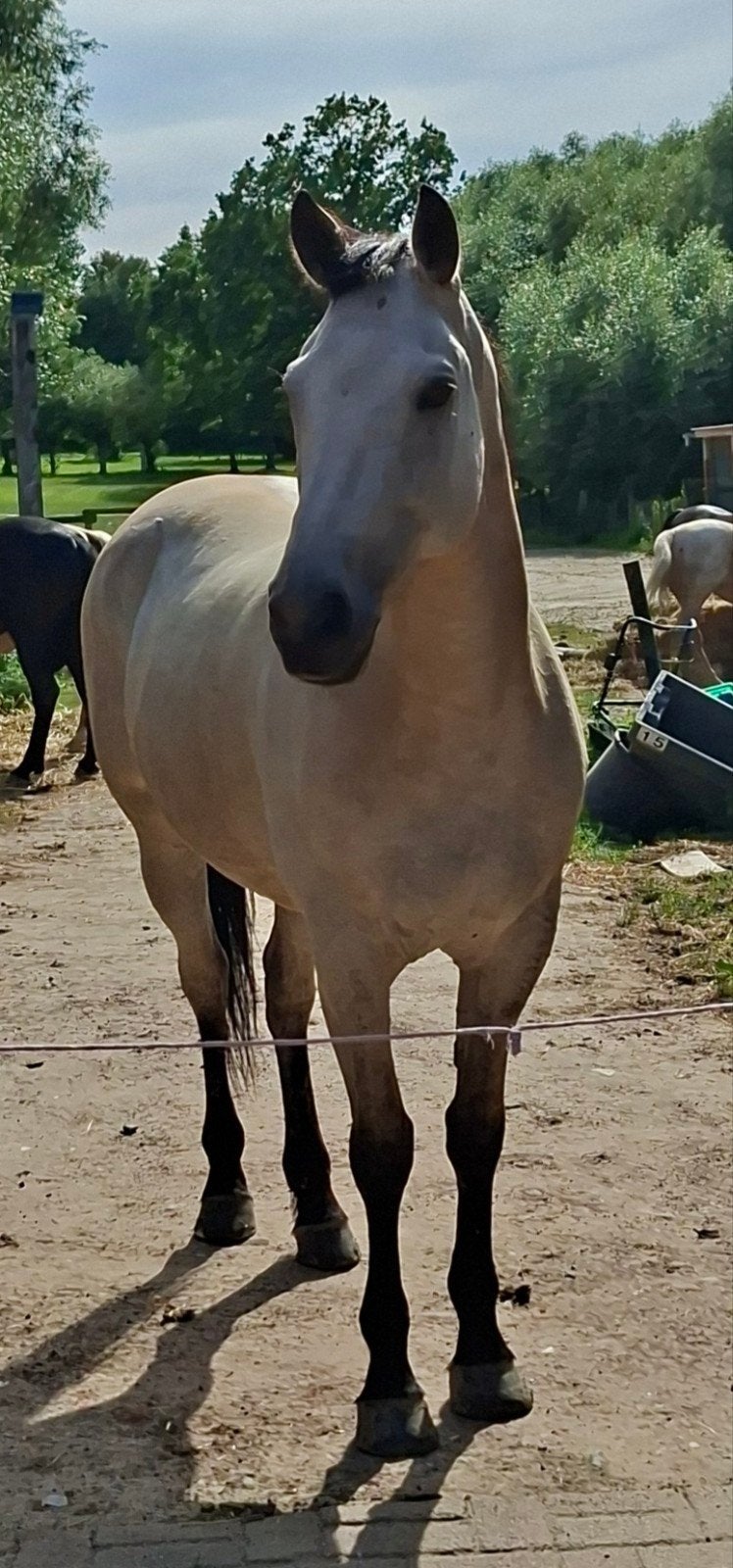 Buckskin merrie, Jument, M