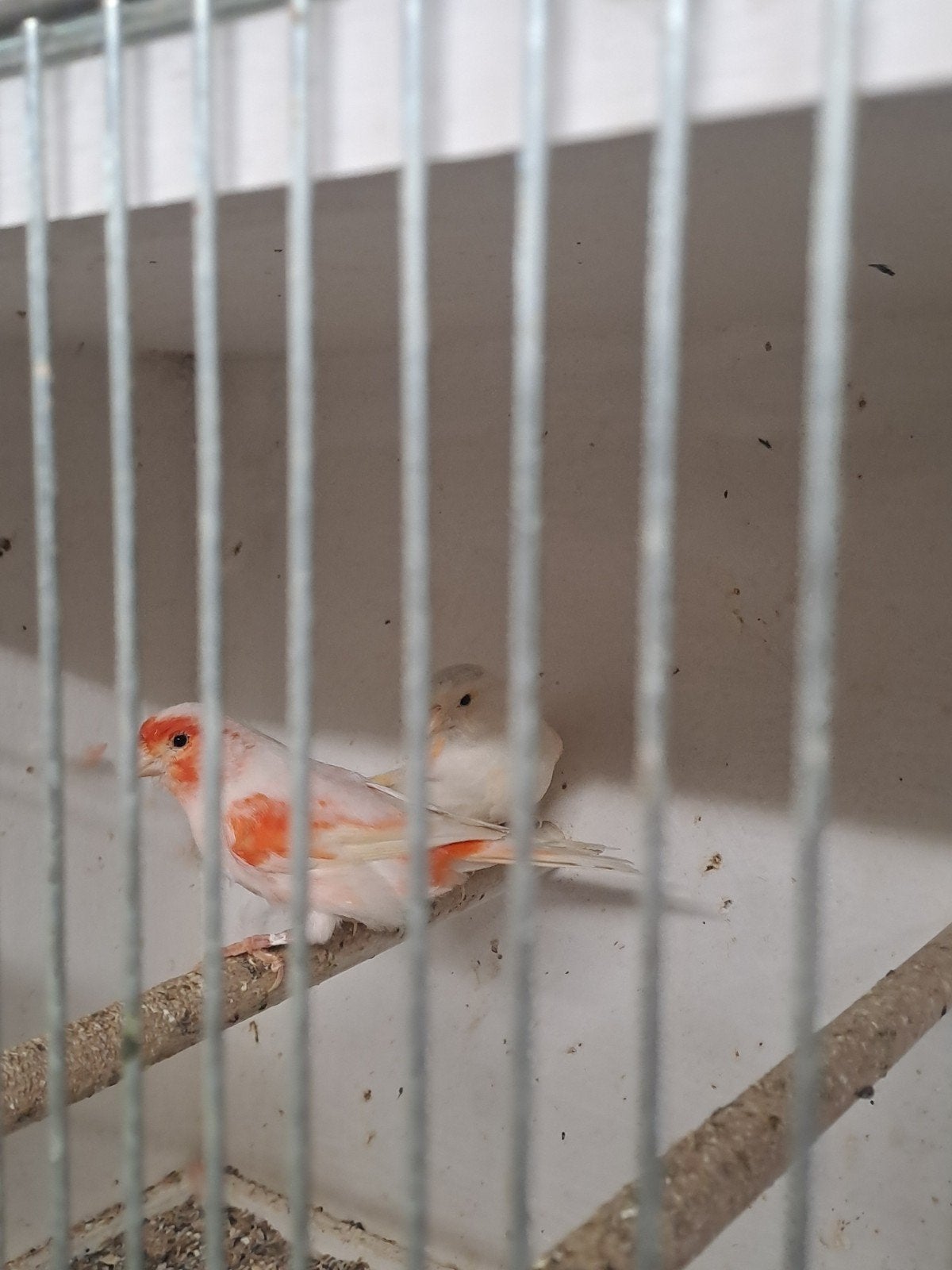 Kanari harletijn, Dieren en Toebehoren, Vogels | Kanaries