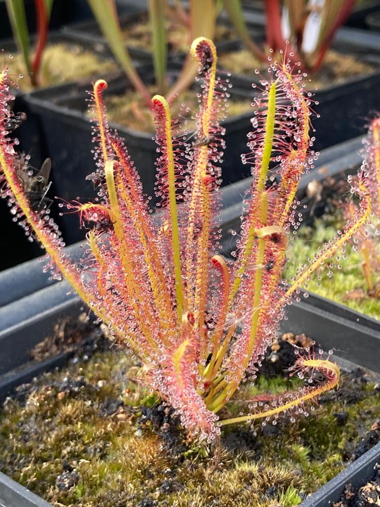 Vleesetende planten, Ophalen of Verzenden