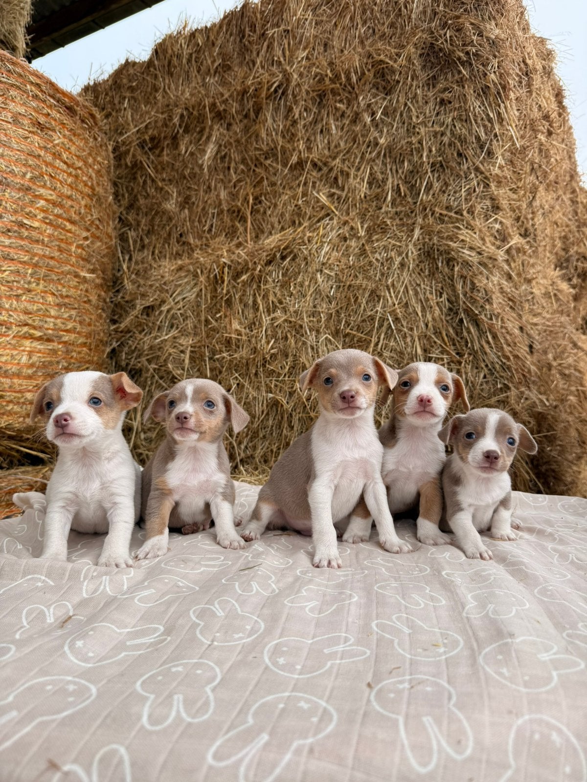 jack russell pups lavendel, Animaux & Accessoires, Chiens | Jack Russell & Terriers, Plusieurs animaux, Jack Russel Terrier, Éleveur | Professionnel