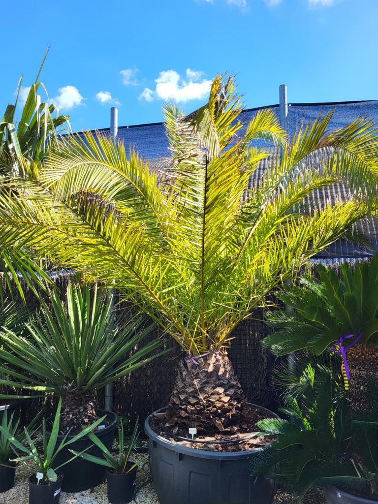 Phoenix canariensis, stam 40/50hoog. Totaal 3m, Tuin en Terras, Ophalen