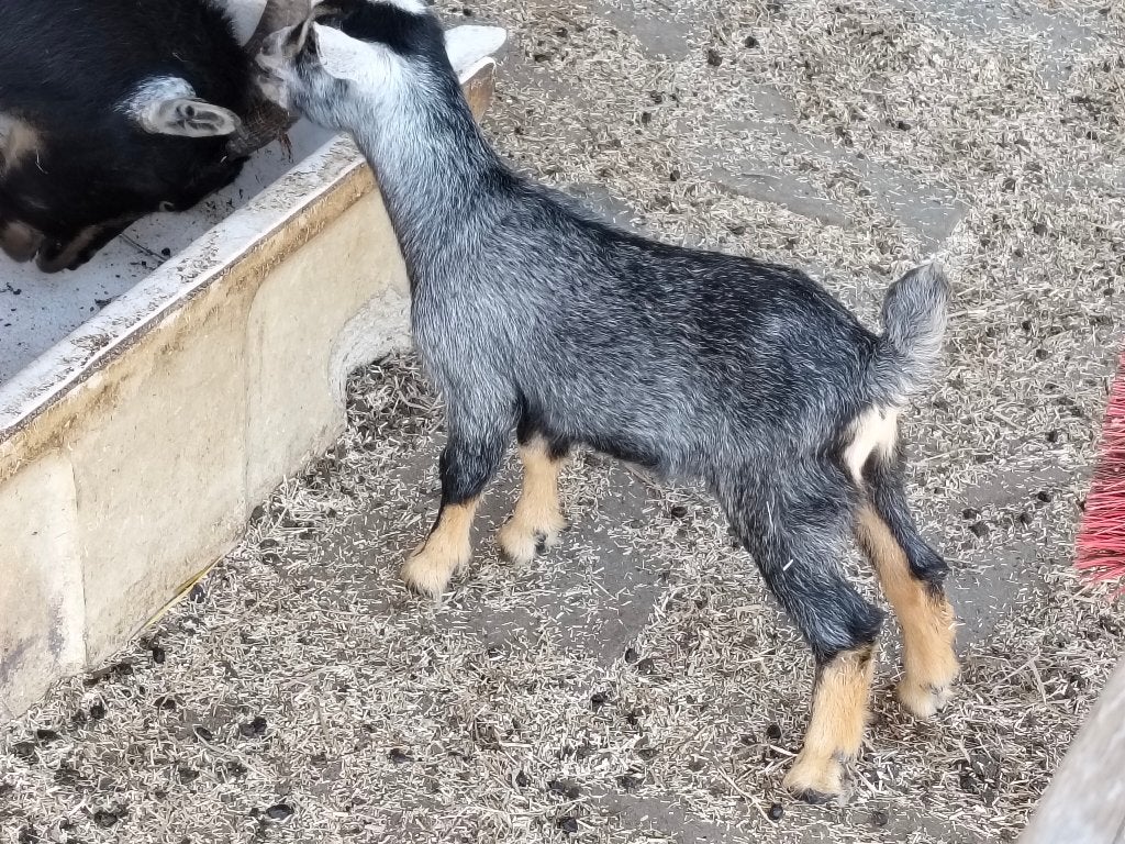 dwerggeiten, Dieren en Toebehoren, Vrouwelijk, Geit, 0 tot 2 jaar