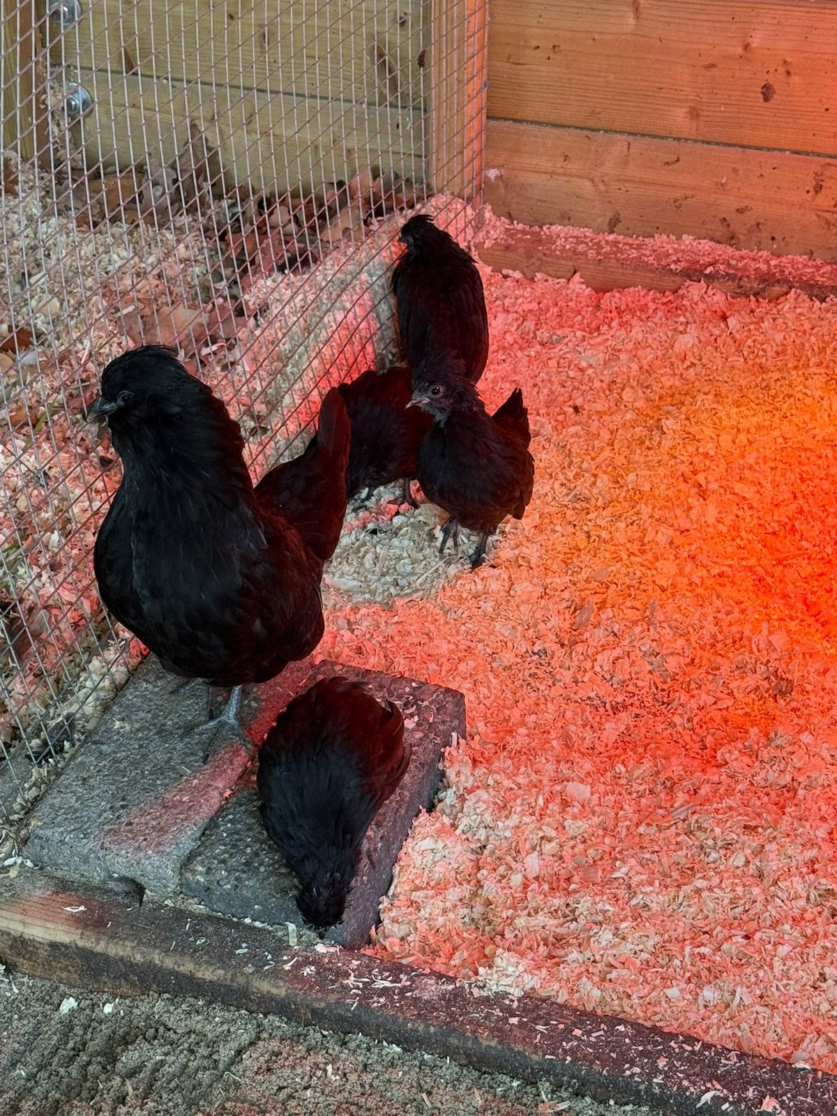 Baardkriel kuikens, Dieren en Toebehoren, Meerdere dieren, Kip