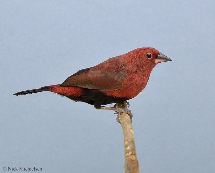 zwartbuikamaranten, Dieren en Toebehoren, Vogels | Overige Vogels, Meerdere dieren, Tropenvogel, Geringd