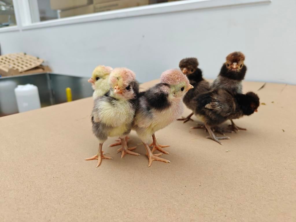 Kuikens raskippen en loopeendjes, Dieren en Toebehoren, Pluimvee