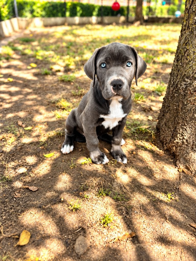Un beau chiot Cane Corso cherche propriétaire ! !, Maladie de Carré (chiens), Belgique, Un chien, Chienne