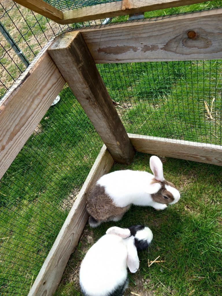 4 bébé lapin neé 12 fevrier