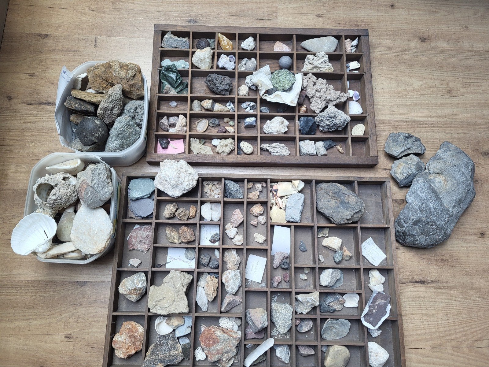 Fossiles et roches, Collections, Enlèvement