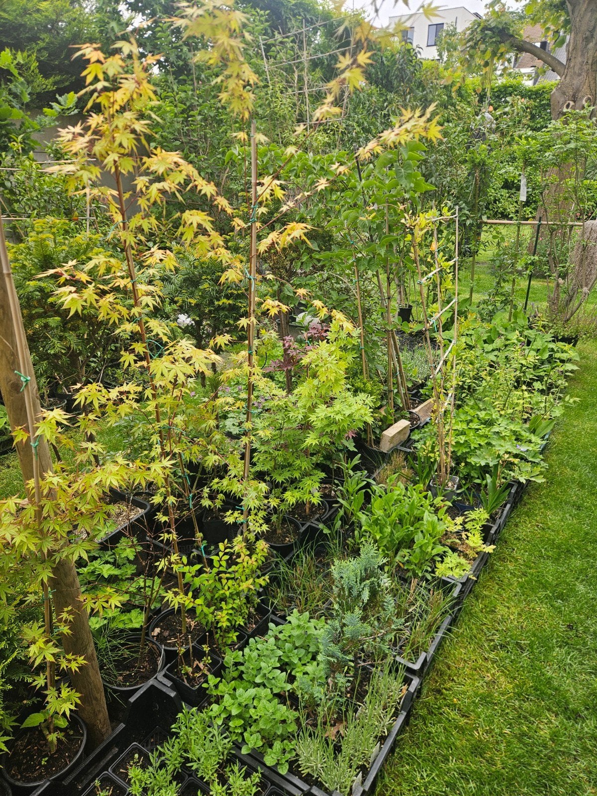 Verschillende soorten planten, Ophalen