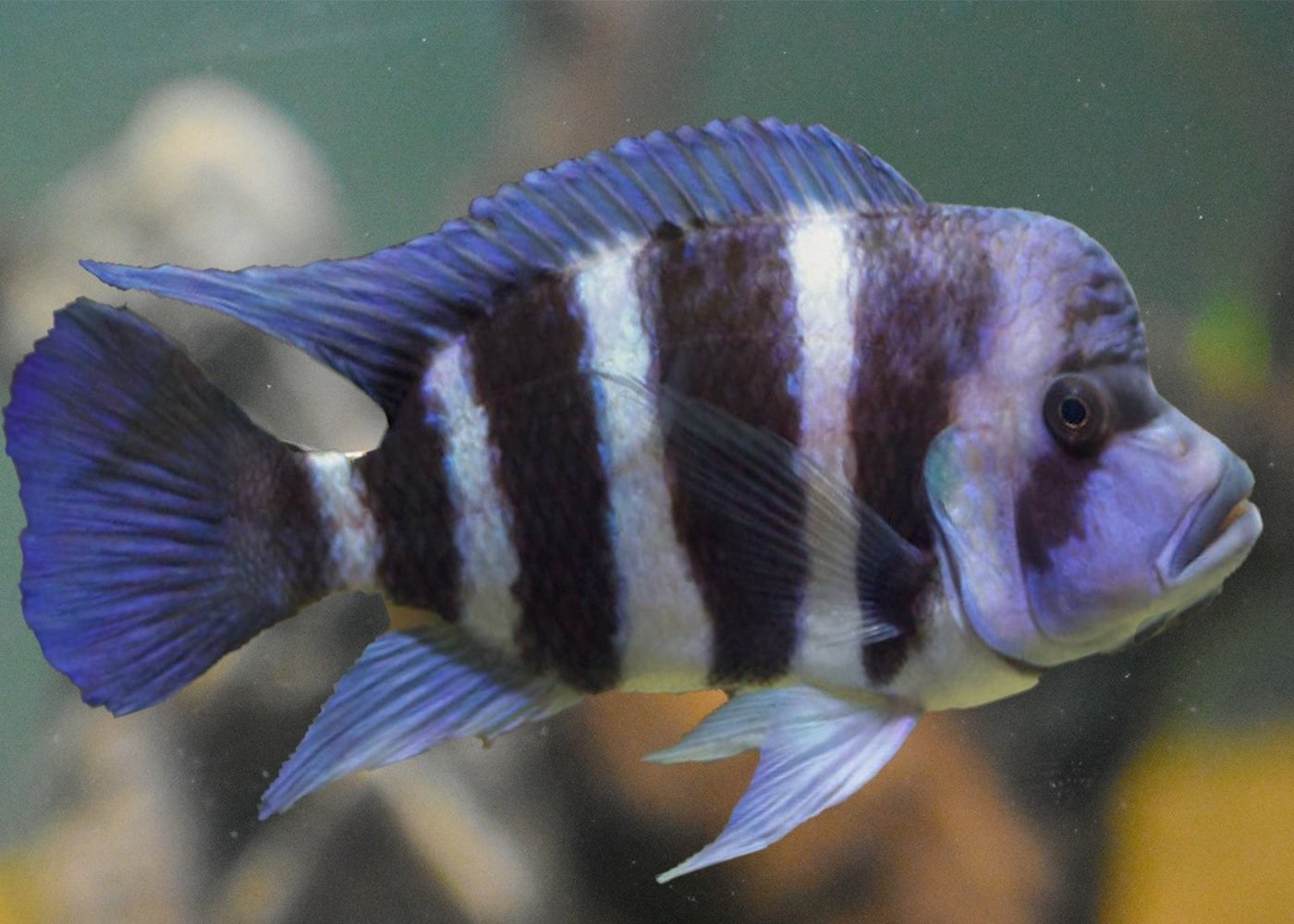 Frontosa cichlides