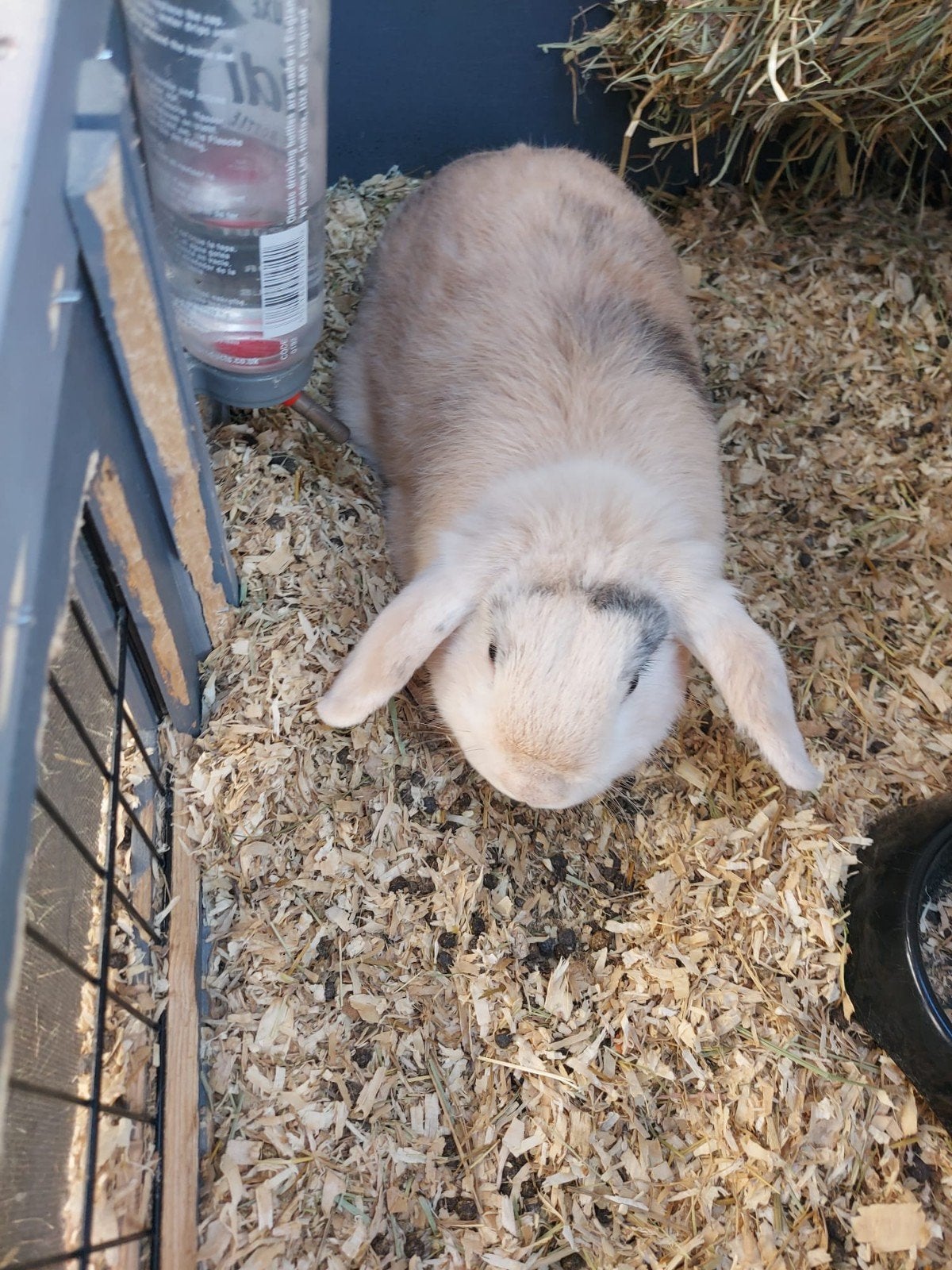 Lieve konijnen met toebehoren, Dieren en Toebehoren, Konijnen