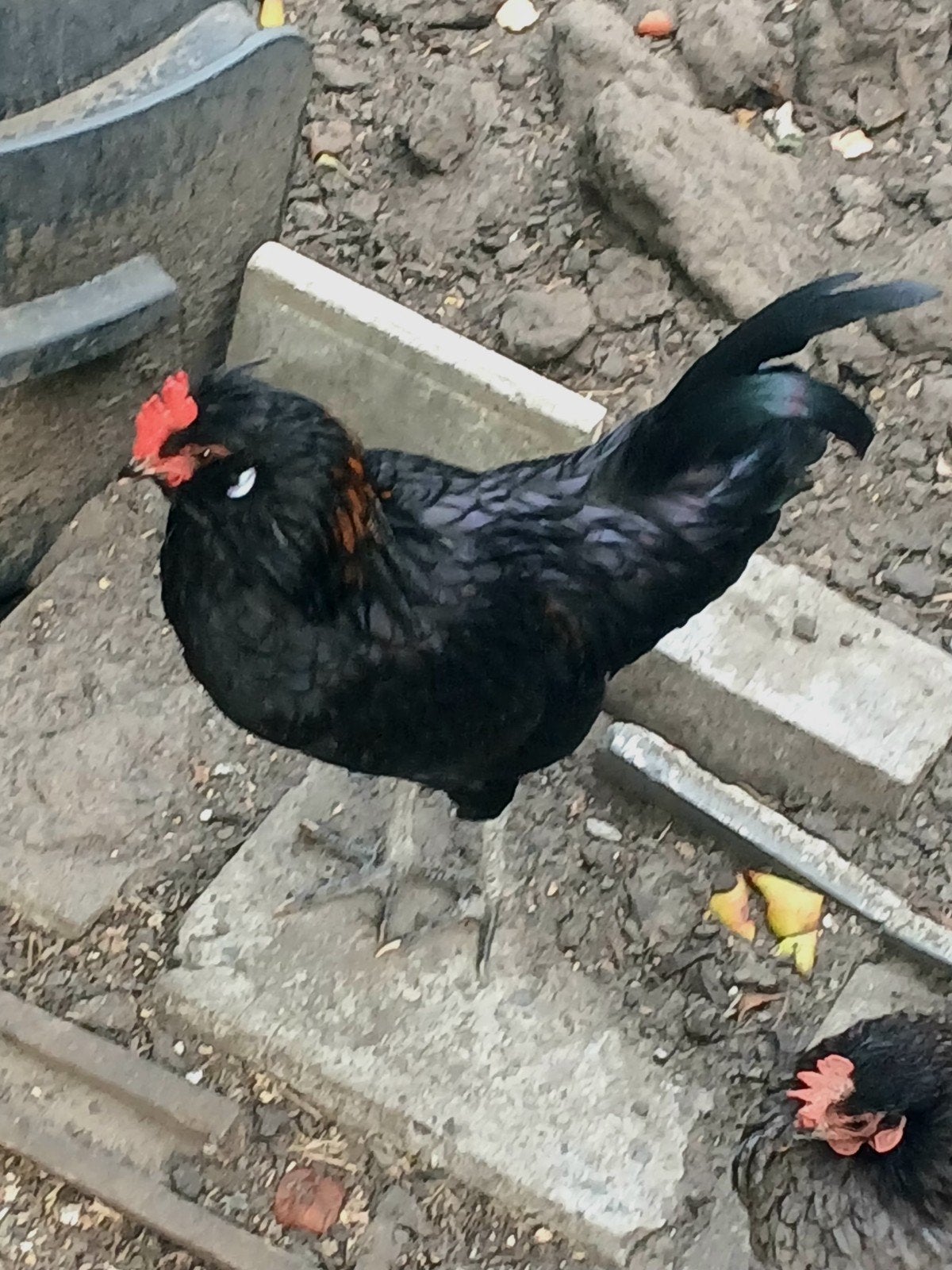 gratis haantje padua, Dieren en Toebehoren, Pluimvee, Mannelijk