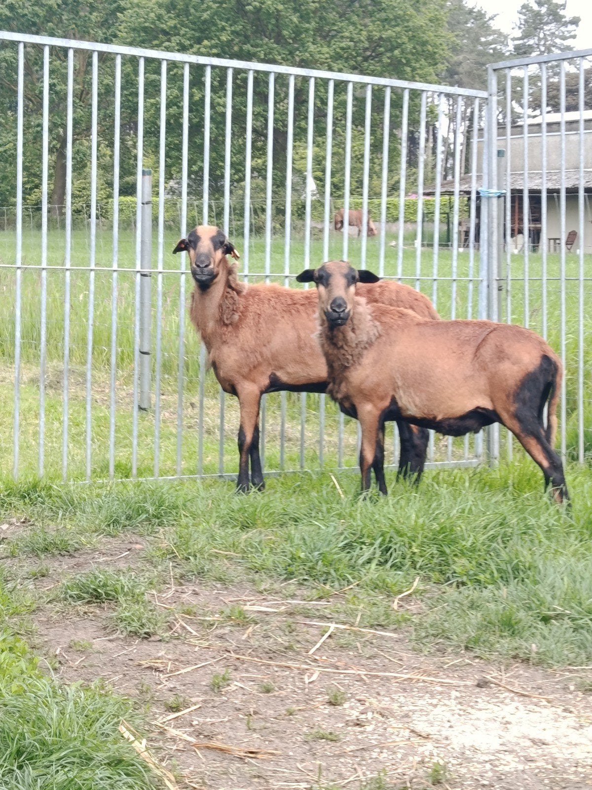 Mooie Barbados black belly ooien