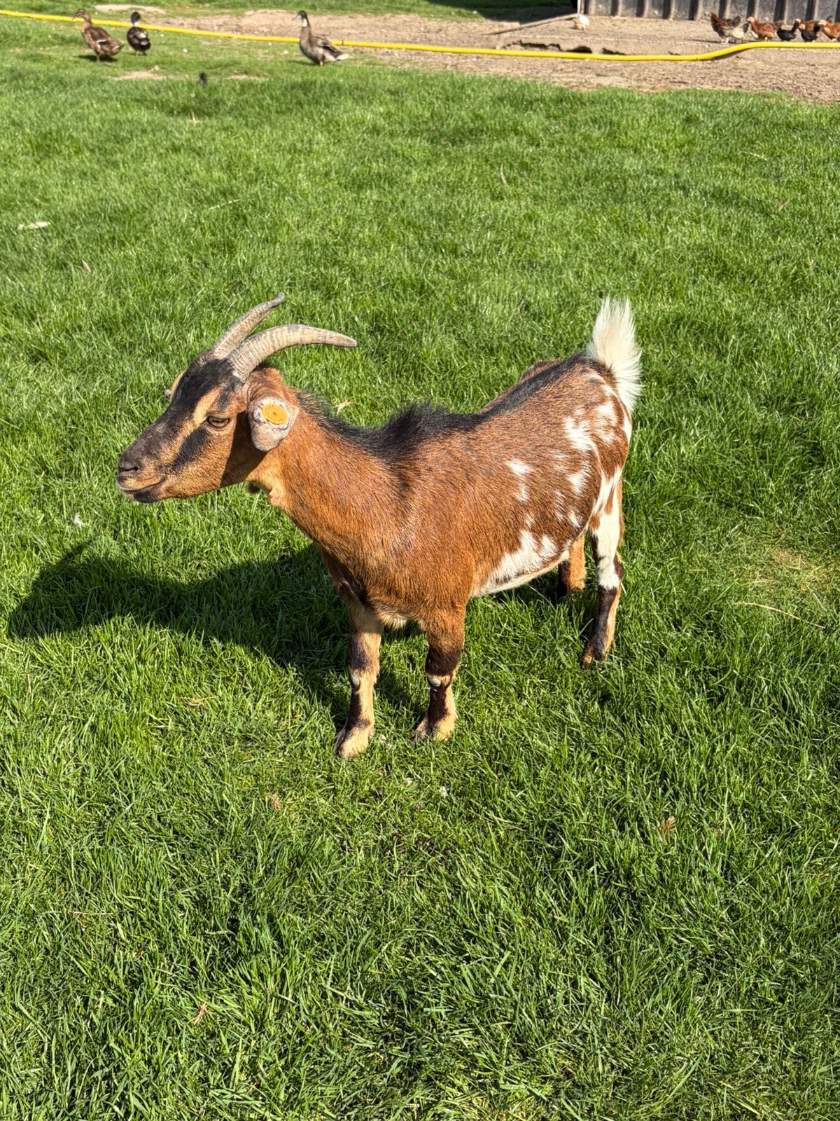 Wit-bruine geit, Dieren en Toebehoren, Vrouwelijk, Geit, 0 tot 2 jaar