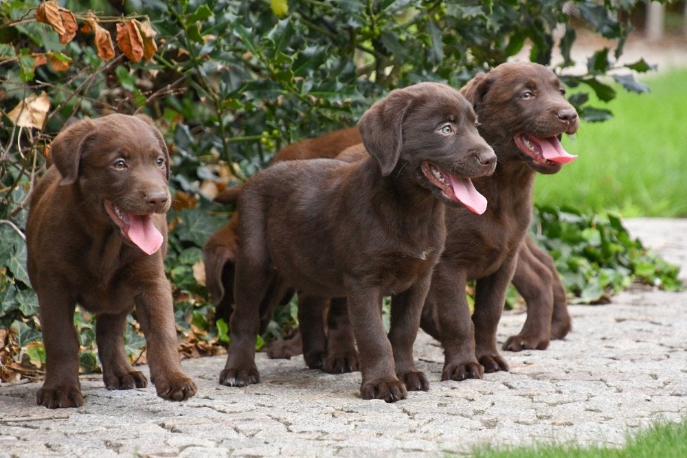Chiots Labrador en chocolat à vendre, Maladie de Carré (chiens), Labrador retriever, Plusieurs, Belgique