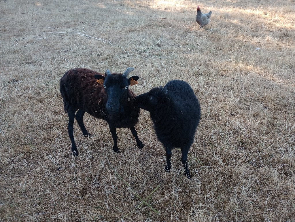 Ouissant schaap moeder en ooi lam, Dieren en Toebehoren, Schapen, Geiten en Varkens, Vrouwelijk, Schaap, 0 tot 2 jaar