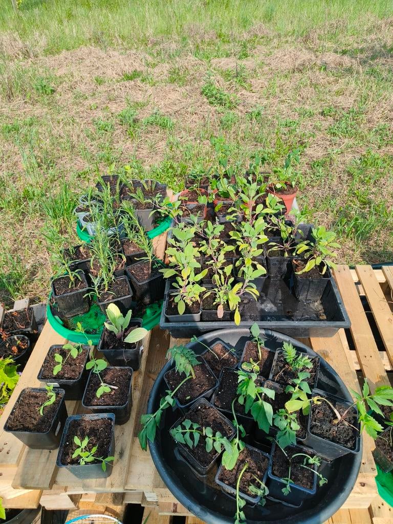 Allerlei plantjes en stekken van bessenstruiken, Tuin en Terras, Planten | Tuinplanten, Ophalen