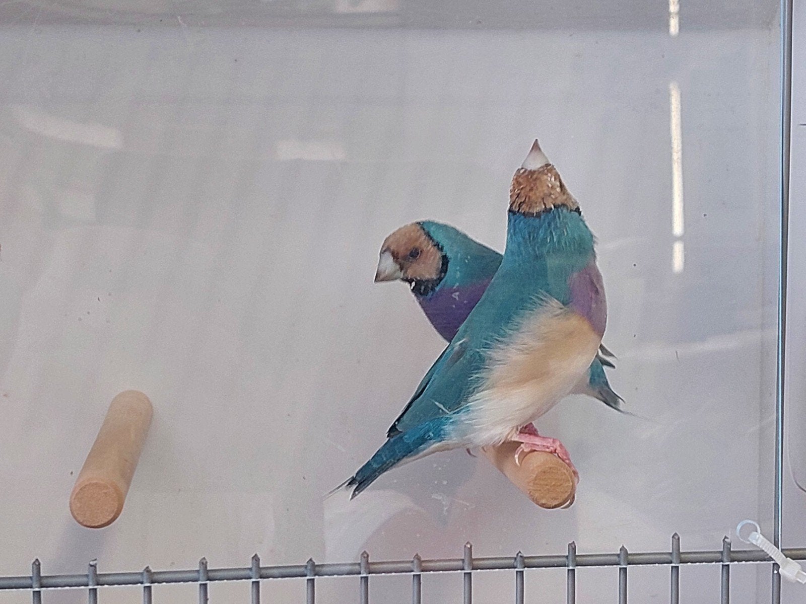 Gouldamadines natuurbroed blauw, Dieren en Toebehoren, Vogels | Overige Vogels