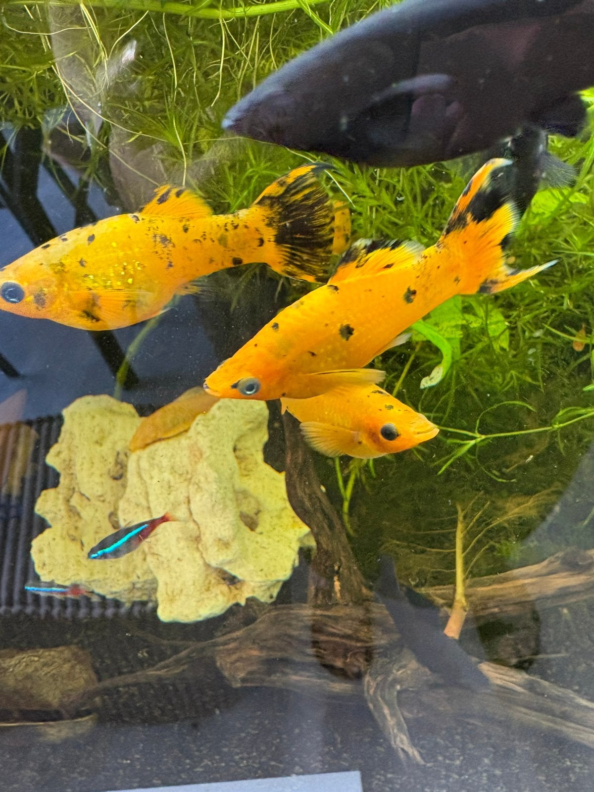 Molly’s te koop met oranje/geel met zwart, Dieren en Toebehoren, Vis, Zoetwatervis, Schoolvis