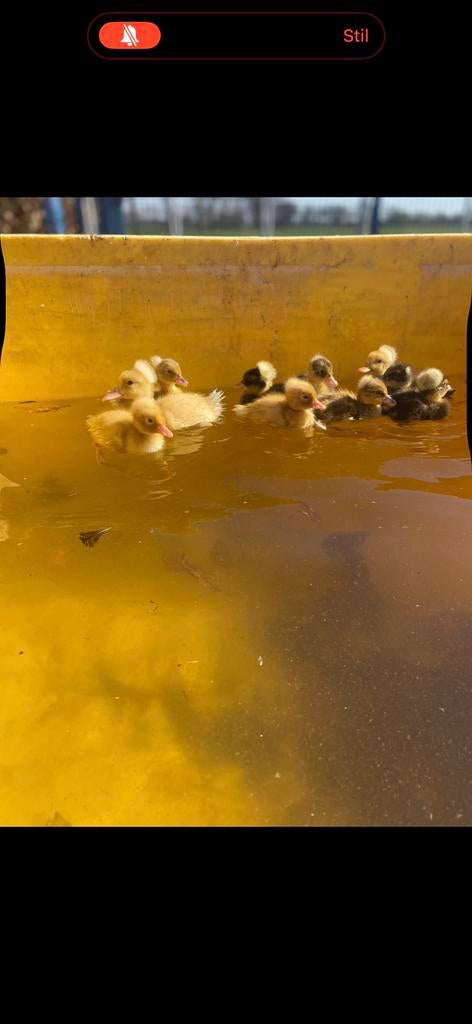 Jonge kuif eenden, Animaux & Accessoires, Volatiles, Plusieurs animaux, Canard