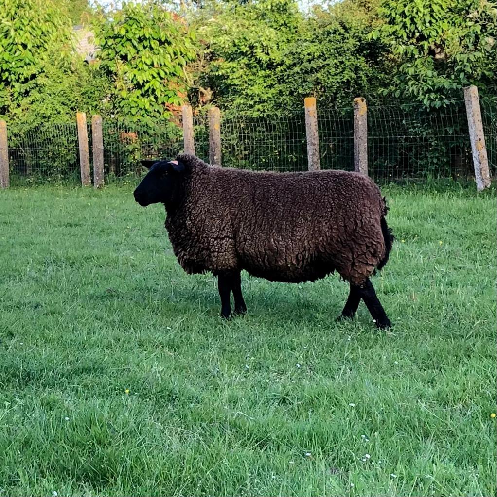Zware 2-jaarse ooi te koop, Vrouwelijk, Schaap, 0 tot 2 jaar