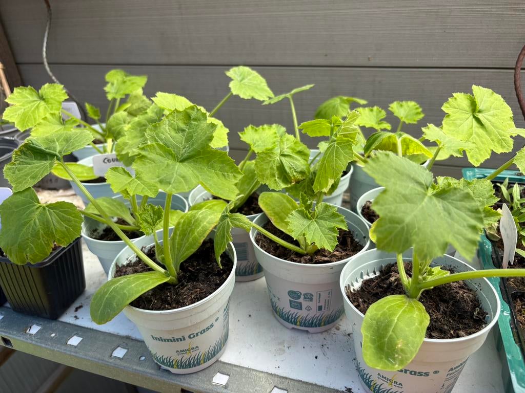 Courgette planten / kleine courgettes, Ophalen
